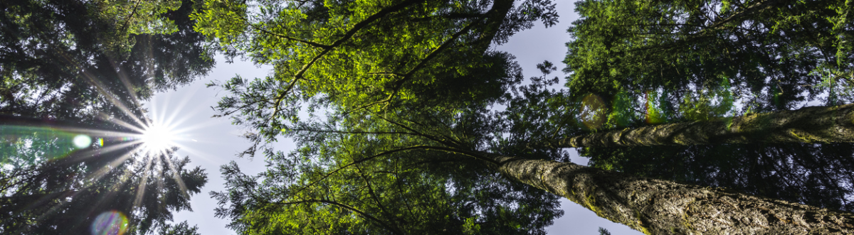 looking up at trees from below