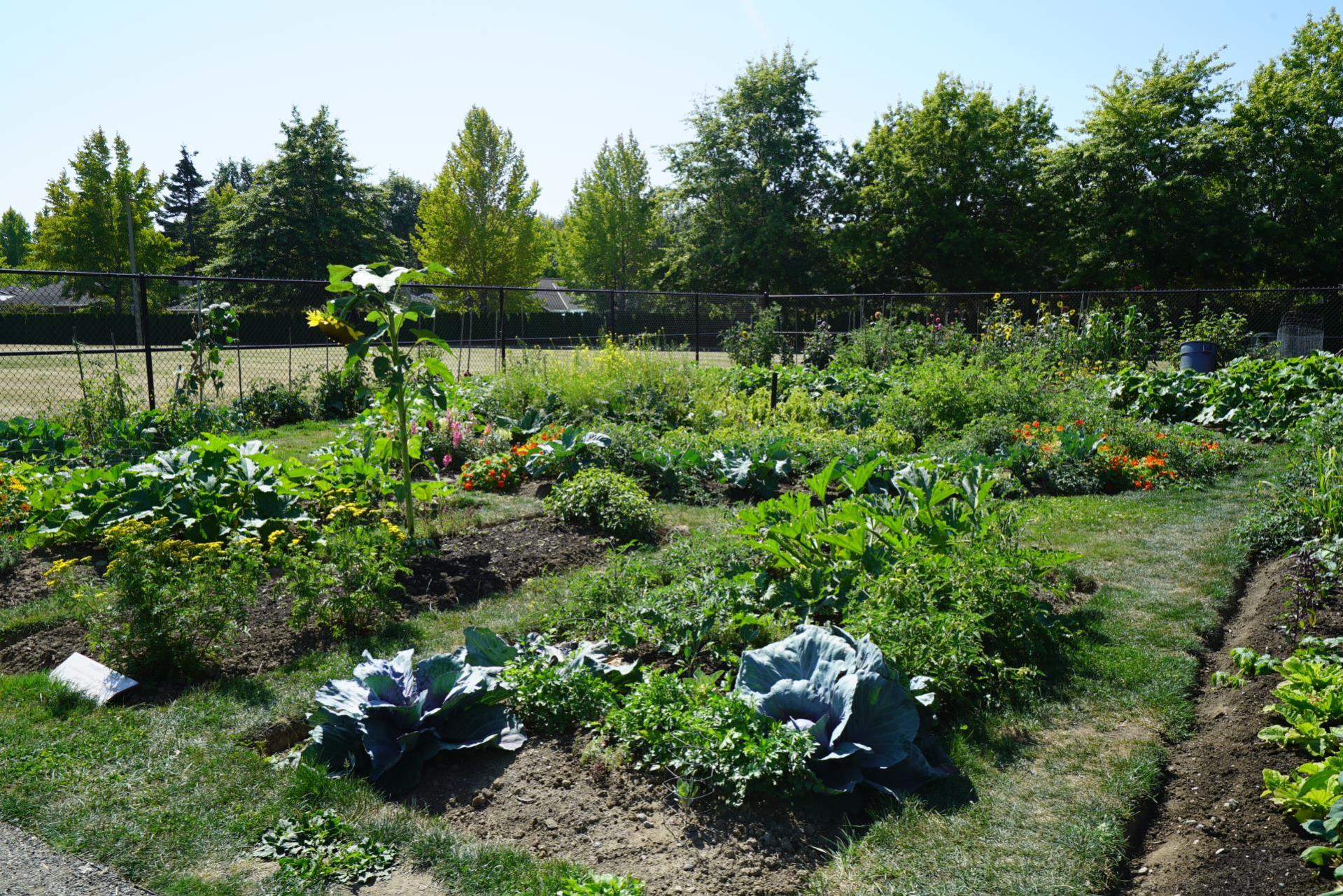 WCC campus garden image